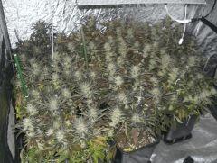 C+40 F+82