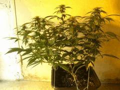 C+40 F+30 NYCD #2