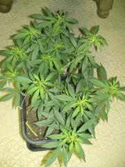 C+40 F+7 NYCD #8