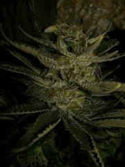 C+40 F+82