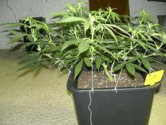 C+40 F+7 NYCD #3