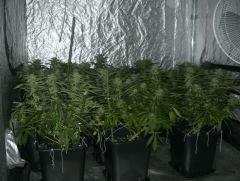 C+40 F+54