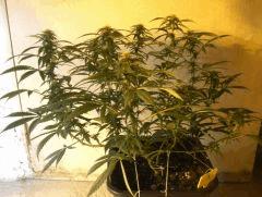 C+40 F+30 NYCD #3