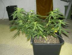 C+40 F+7 NYCD #5