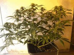 C+40 F+30 NYCD #4