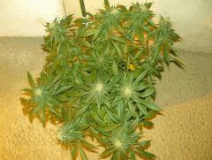 C+40 F+46 NYCD #7