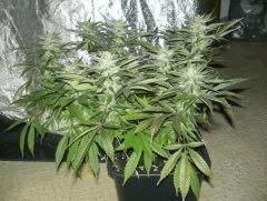 C40 F+63 NYCD #9