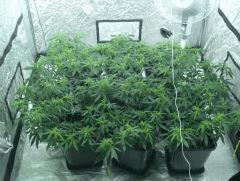 C+40 F+7