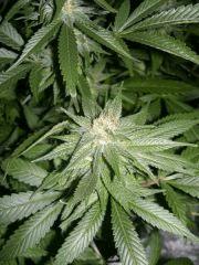 C+40 F+54