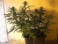 C+40 F+30 NYCD #10