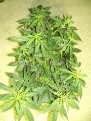 C+40 F+7 NYCD #4