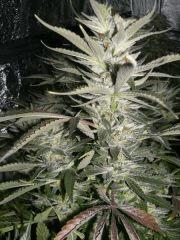 C40 F+63