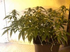 C+40 F+30 NYCD #9