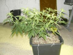 C+40 F+7 NYCD #7