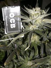 C+40 F+78