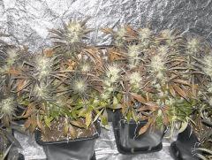 C+40 F+82
