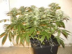 C+40 F+46 NYCD #9