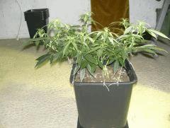 C+40 F+7 NYCD #2