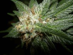 C+40 F+54