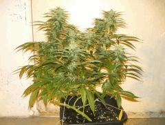 C+40 F+46 NYCD #5