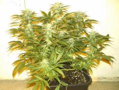 C+40 F+46 NYCD #10
