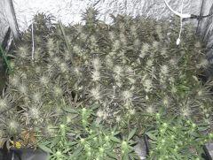 C+40 F+78