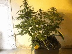 C+40 F+30 NYCD #6