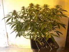 C+40 F+30 NYCD #7