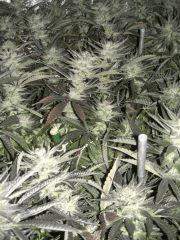C+40 F+78