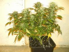 C+40 F+46 NYCD #2