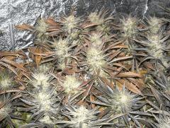 C+40 F+82