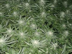 C+40 F+54