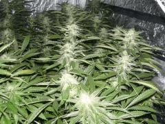 C+40 F+54