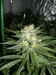 C+40 F+58