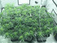 C+40 F+7