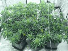 C+40 F+7