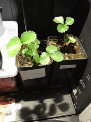fraises 2 140114