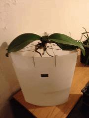 orchid 131202