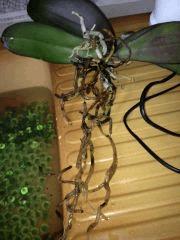 orchid3 131124