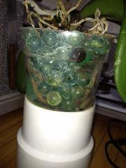orchid2 131124