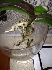 orchid4 131124