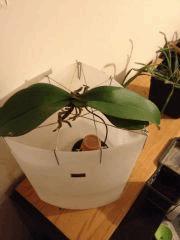 orchid2 131202