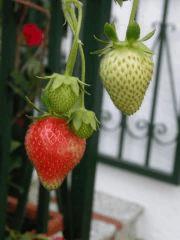 P6030417