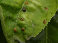 parasité