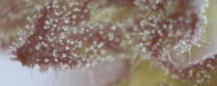 macro diesel