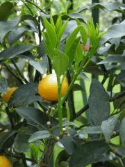 kumquat