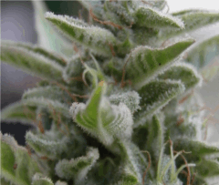 somango Philosopher Seeds