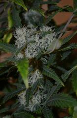 Cristal Boom f30