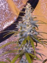 Congo Pointe noire x ot Haze