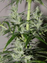 congo pn x ot haze